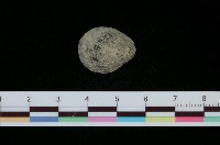 藏品(漁舟蜑螺)的圖片